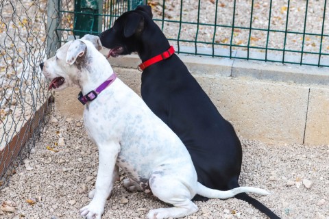 photo of PERLITA AND NEGRITA